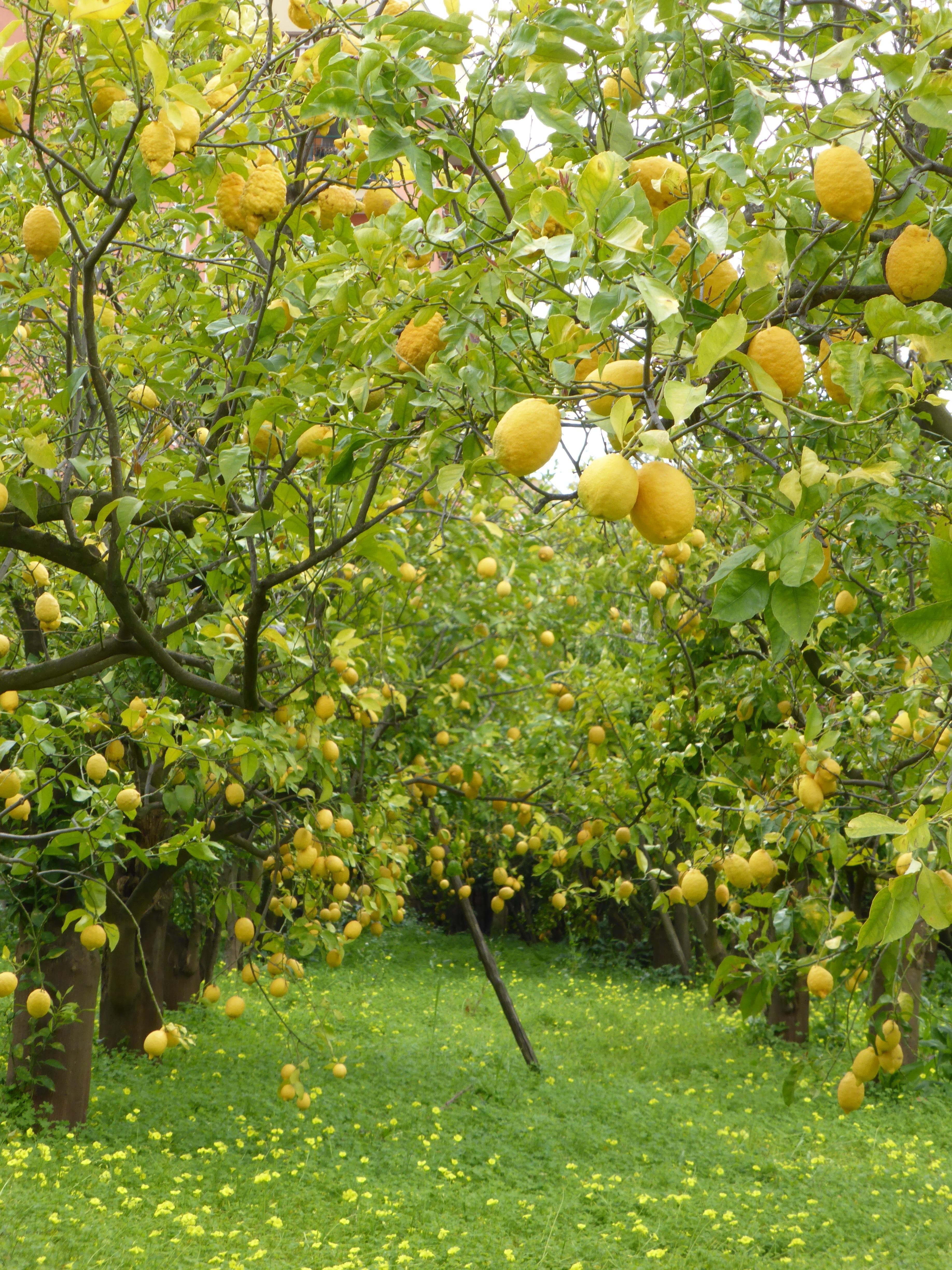 Lemon grove on the Sorrento coast